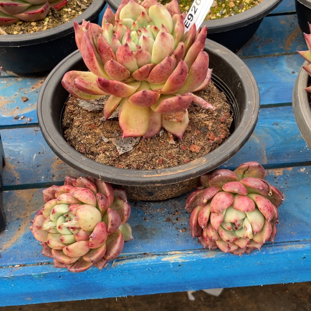 无花朵若如东云组拍E920