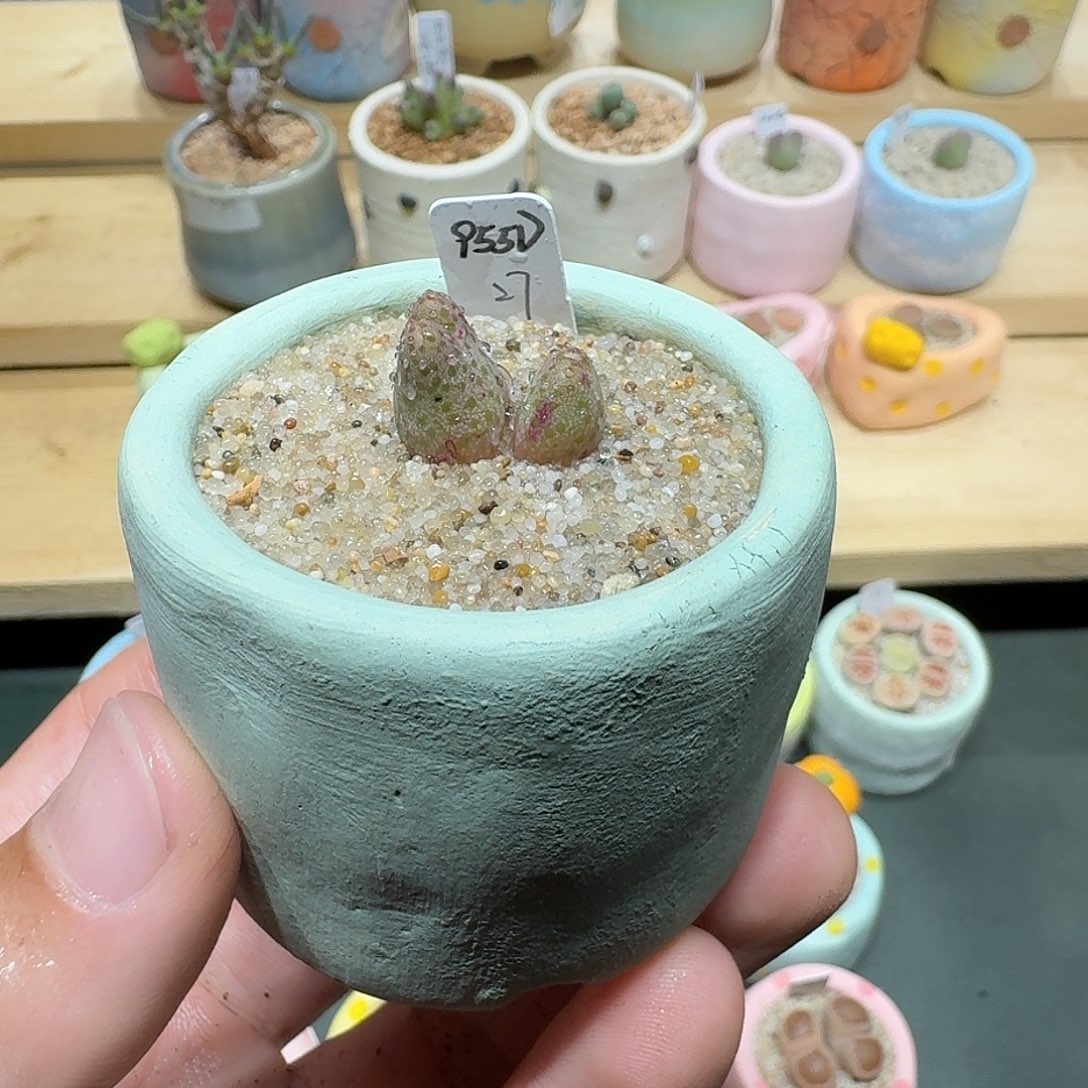 红陶蘑菇855斑马