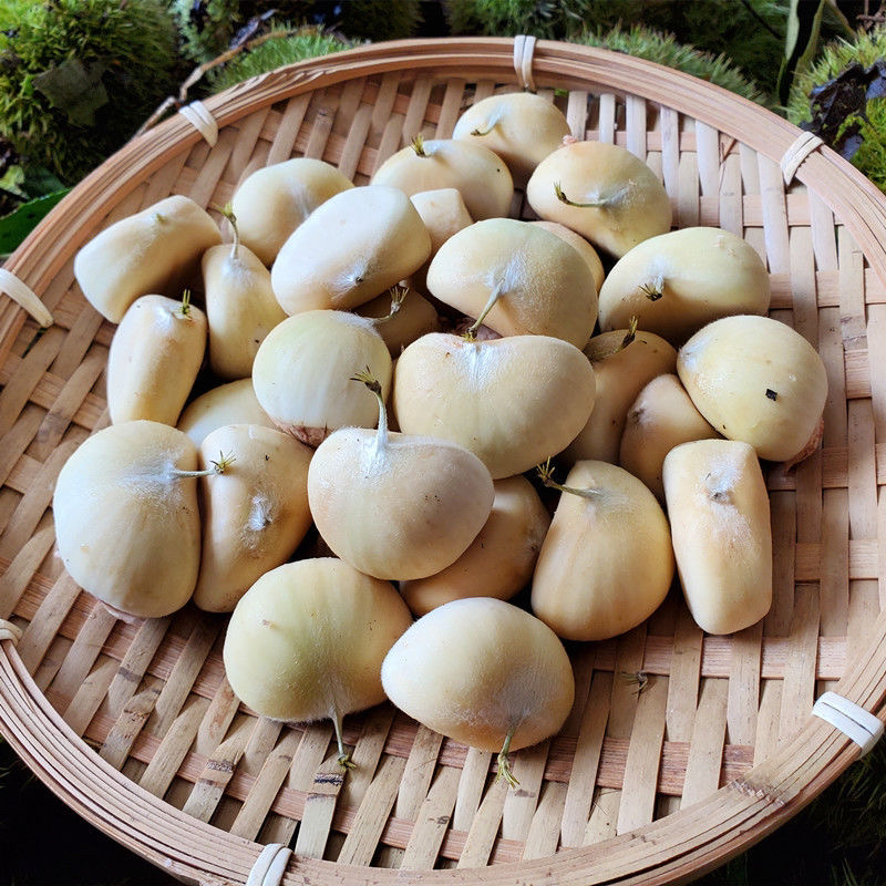 嫩板栗新鲜现摘白壳应季美味可生吃熟吃粉糯香甜即食