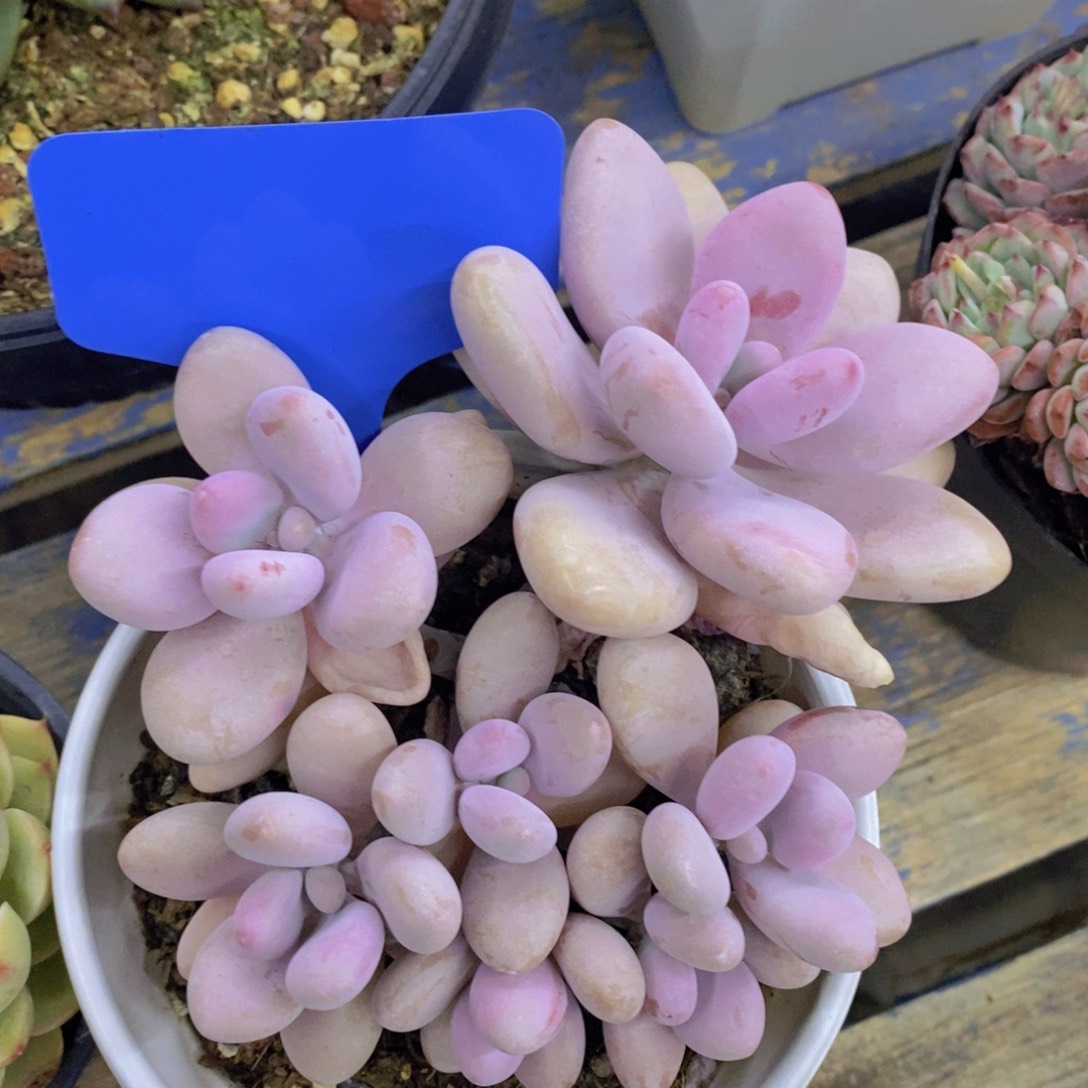 多肉植物，一物一拍，今天一单包邮