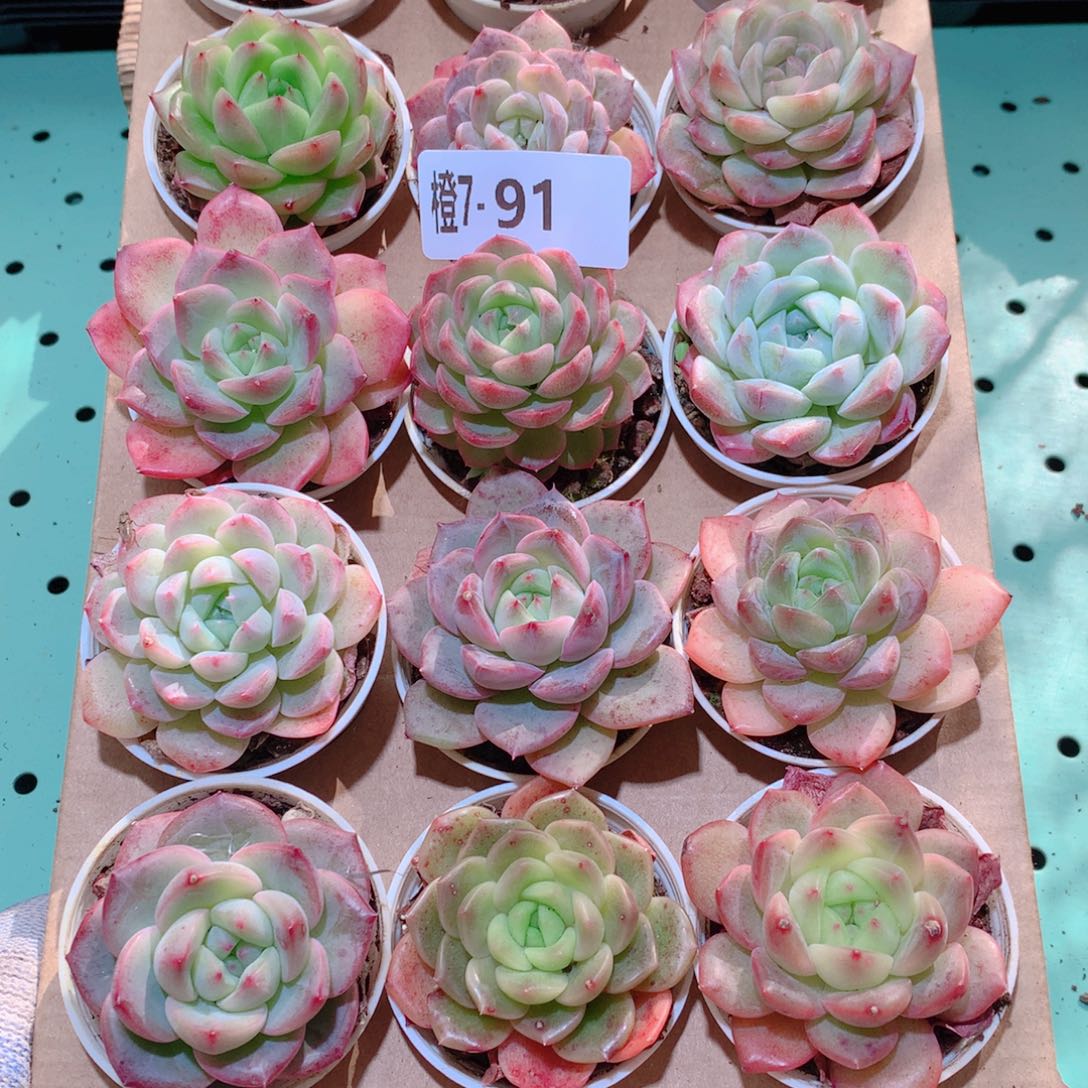 7-91一物一拍多肉带盆18颗