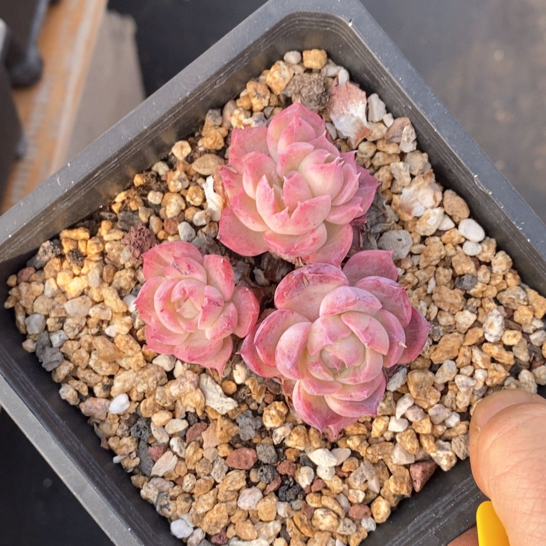 精品多肉一物一拍不包整40