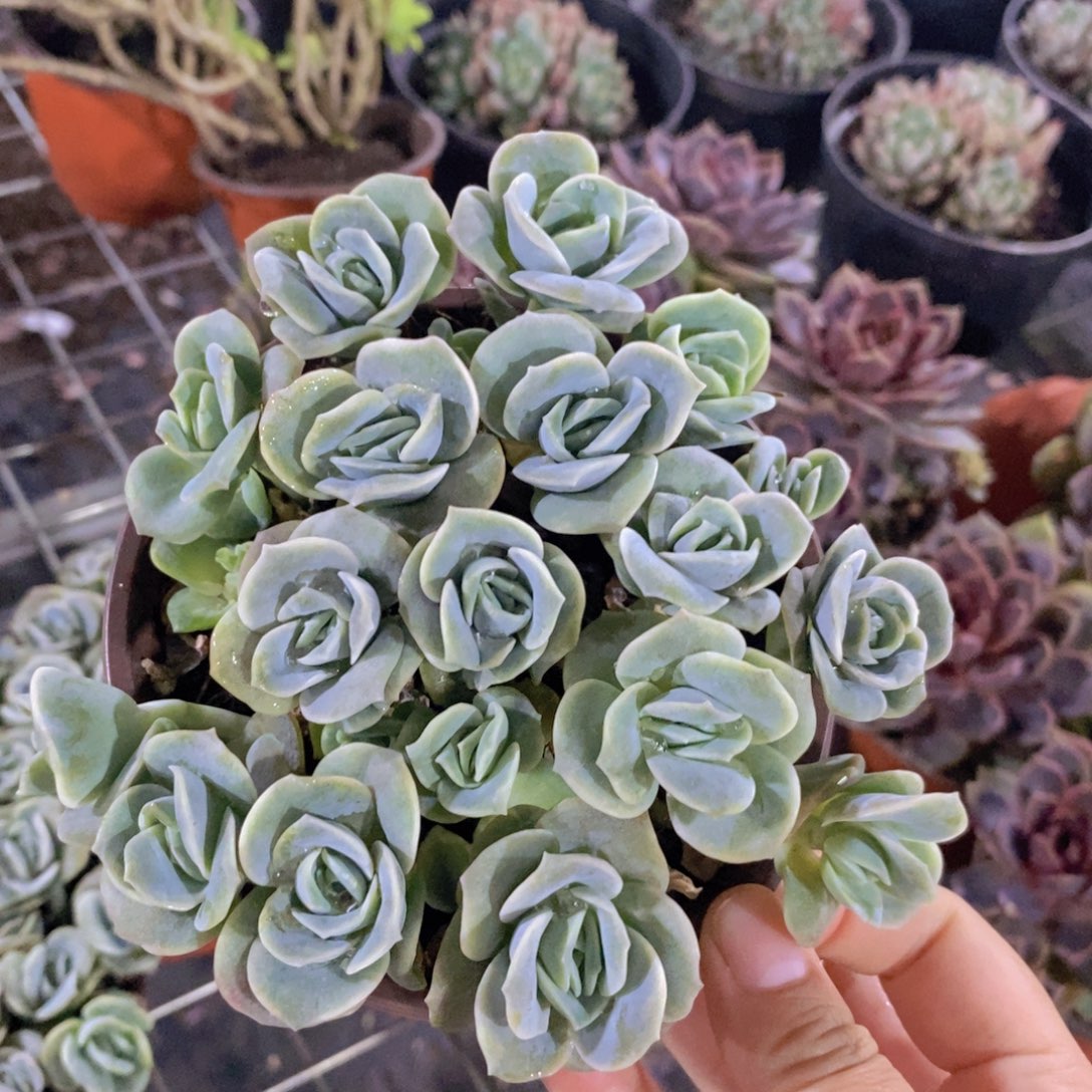 可爱玫瑰散装带盆土一盆