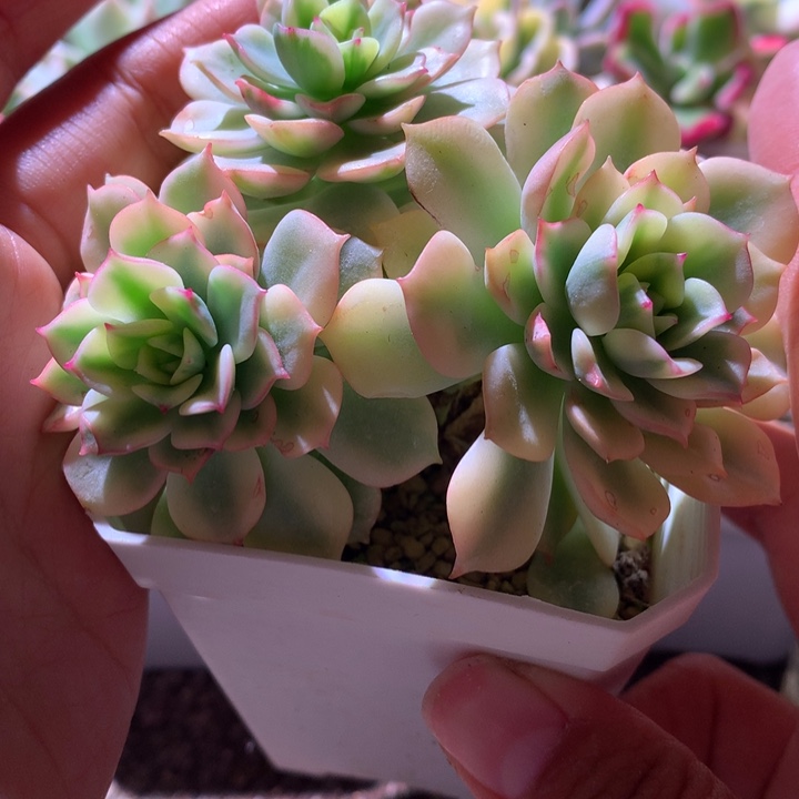 戴伦群生覆轮锦带侧芽