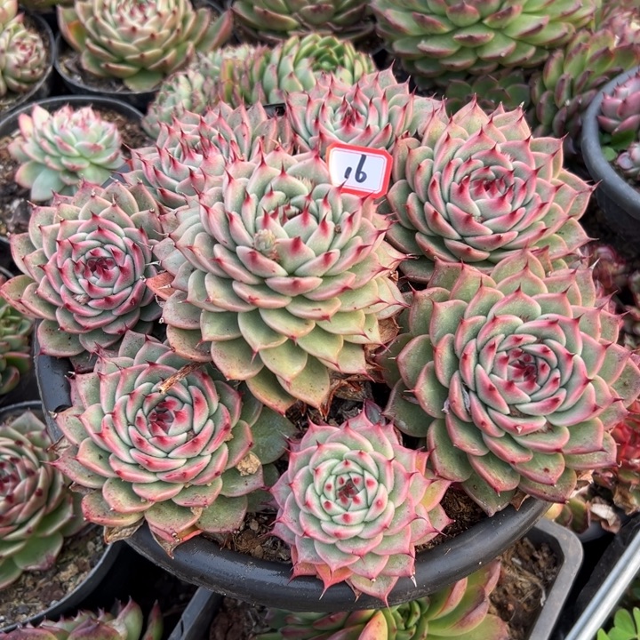 灿***烂精品多肉植物老桩