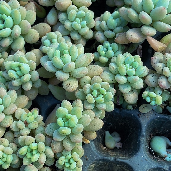 小洛可可1元带土发