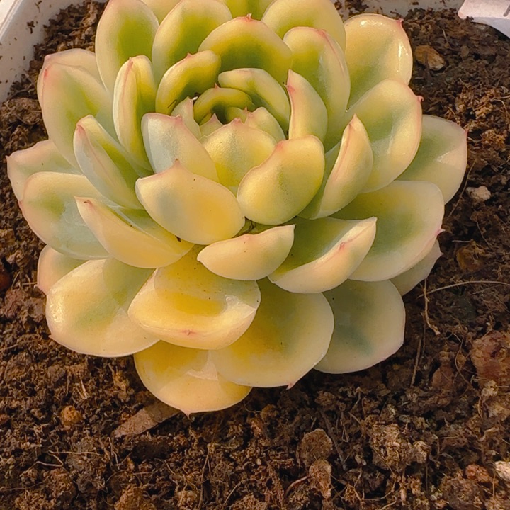 草莓冰锦多肉植物