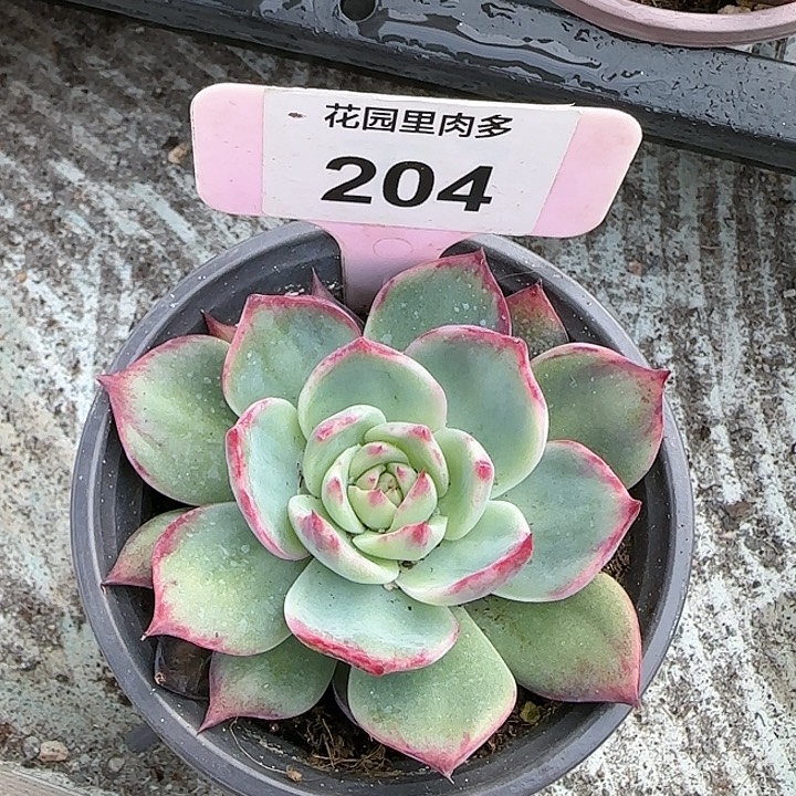 204 惊鸿仙子多肉植物6-9cm