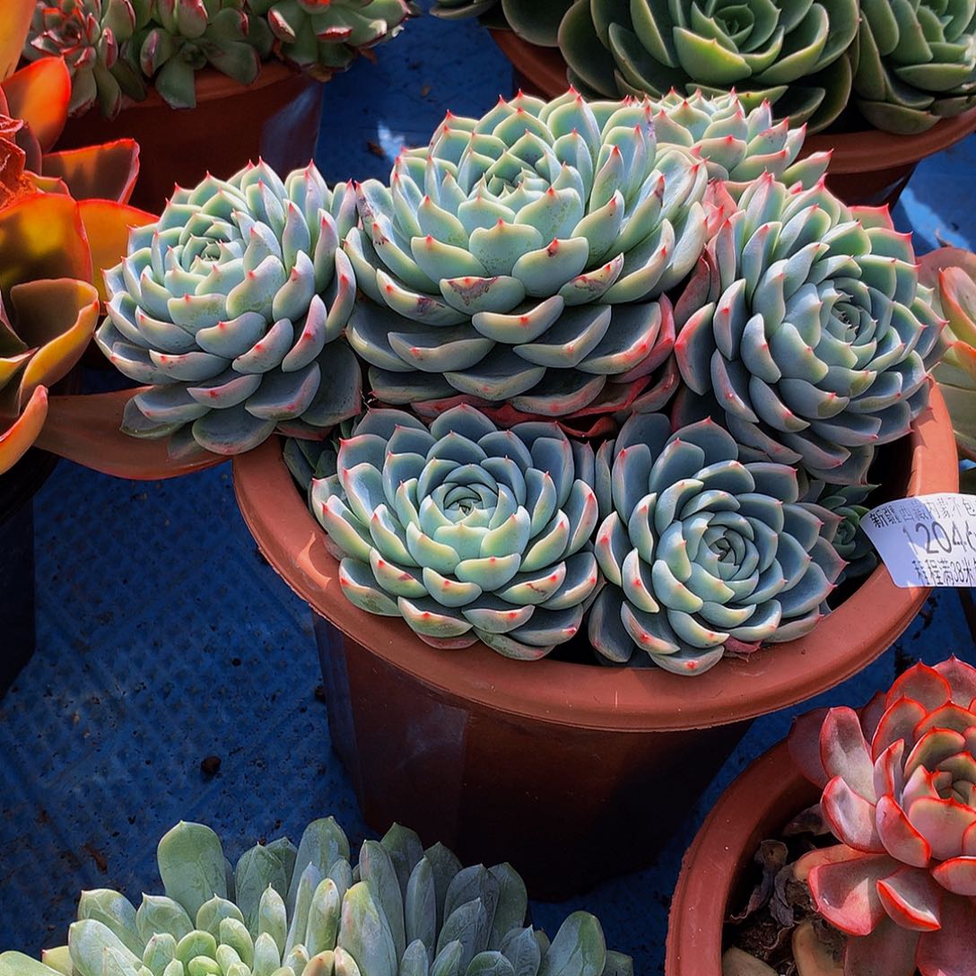 黄***姐孤星12046多肉多肉