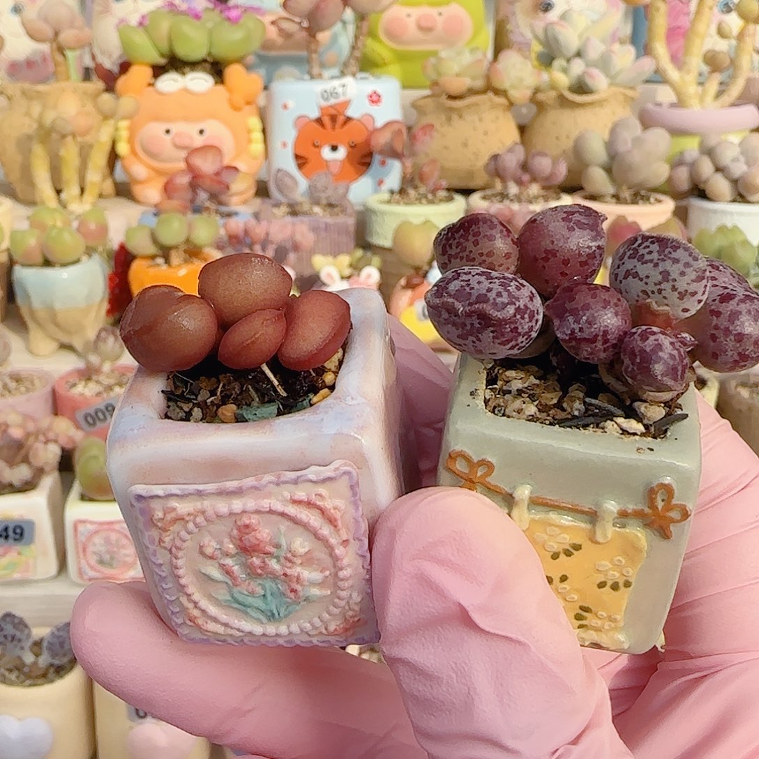 毛***毛红蛋变异紫猫耳 带盆