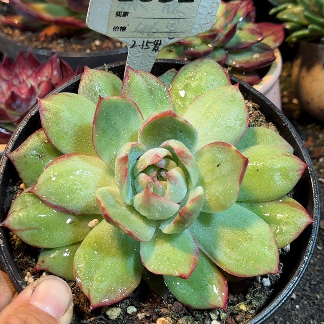 惊鸿一物一拍包装收缩花旱632