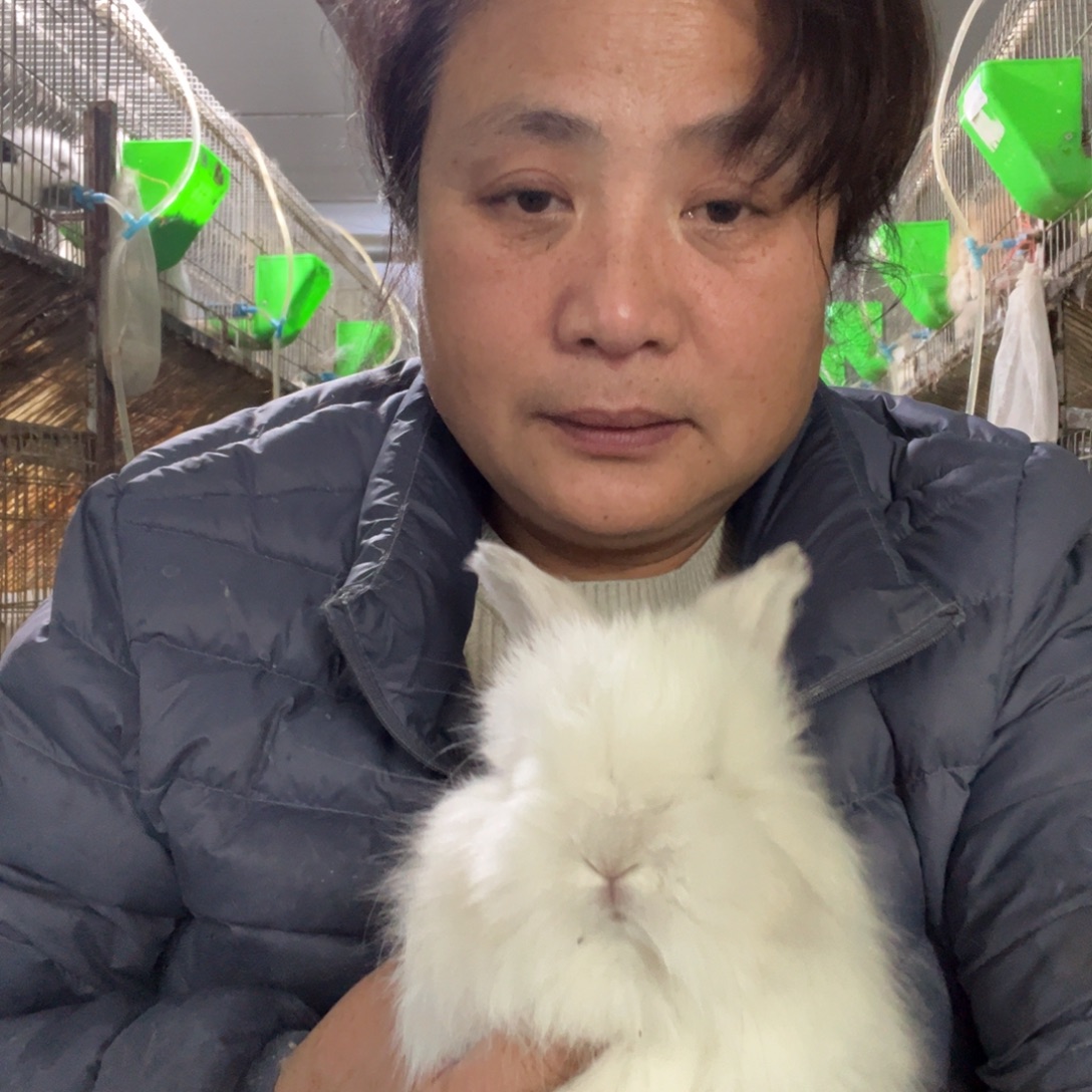 双血统英系安哥拉兔