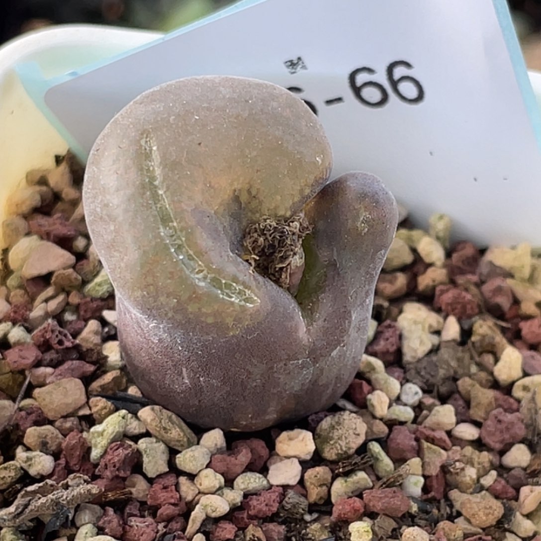 6-66变异风铃肉锥