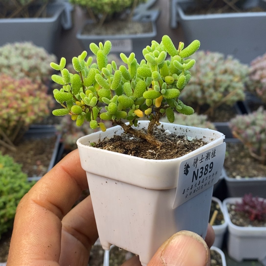 389金桔糖球造型桩