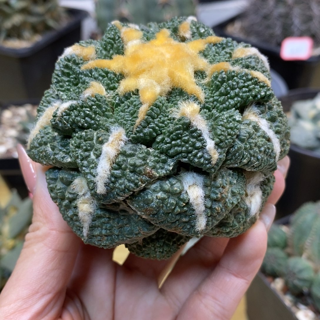     29号 苗接 龟甲哥斯拉8公分 无根