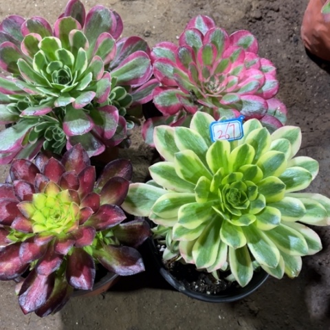 267多肉植物组合