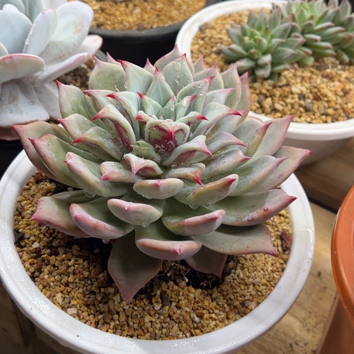 祖母绿 单头 夏鸣园艺