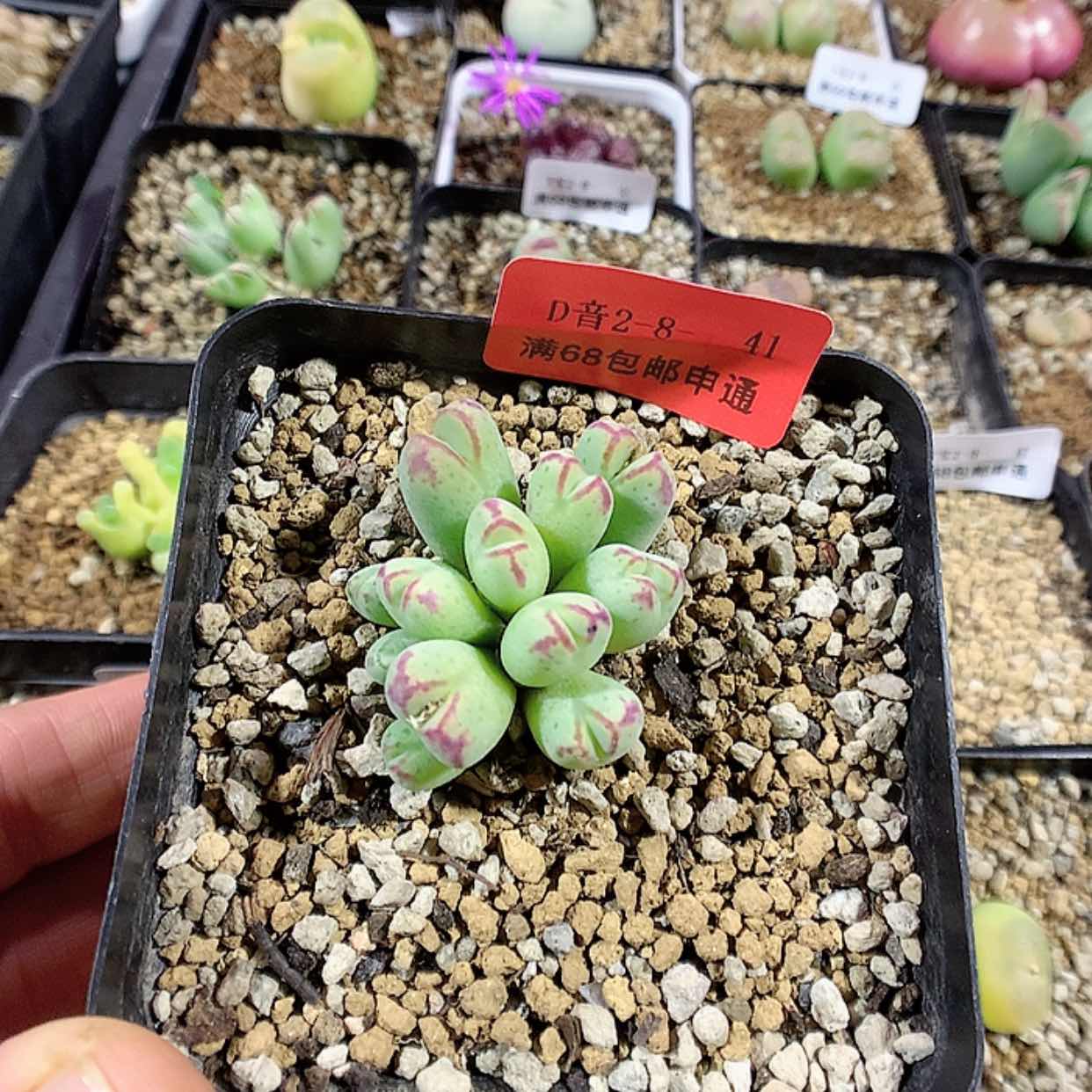 【闪购商品】2-8-41 红嘴斑马肉肉 25