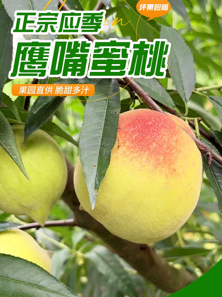 翁源鹰嘴桃蜜桃新鲜现摘大果毛桃孕妇水果非连平上坪鹰嘴桃水蜜桃