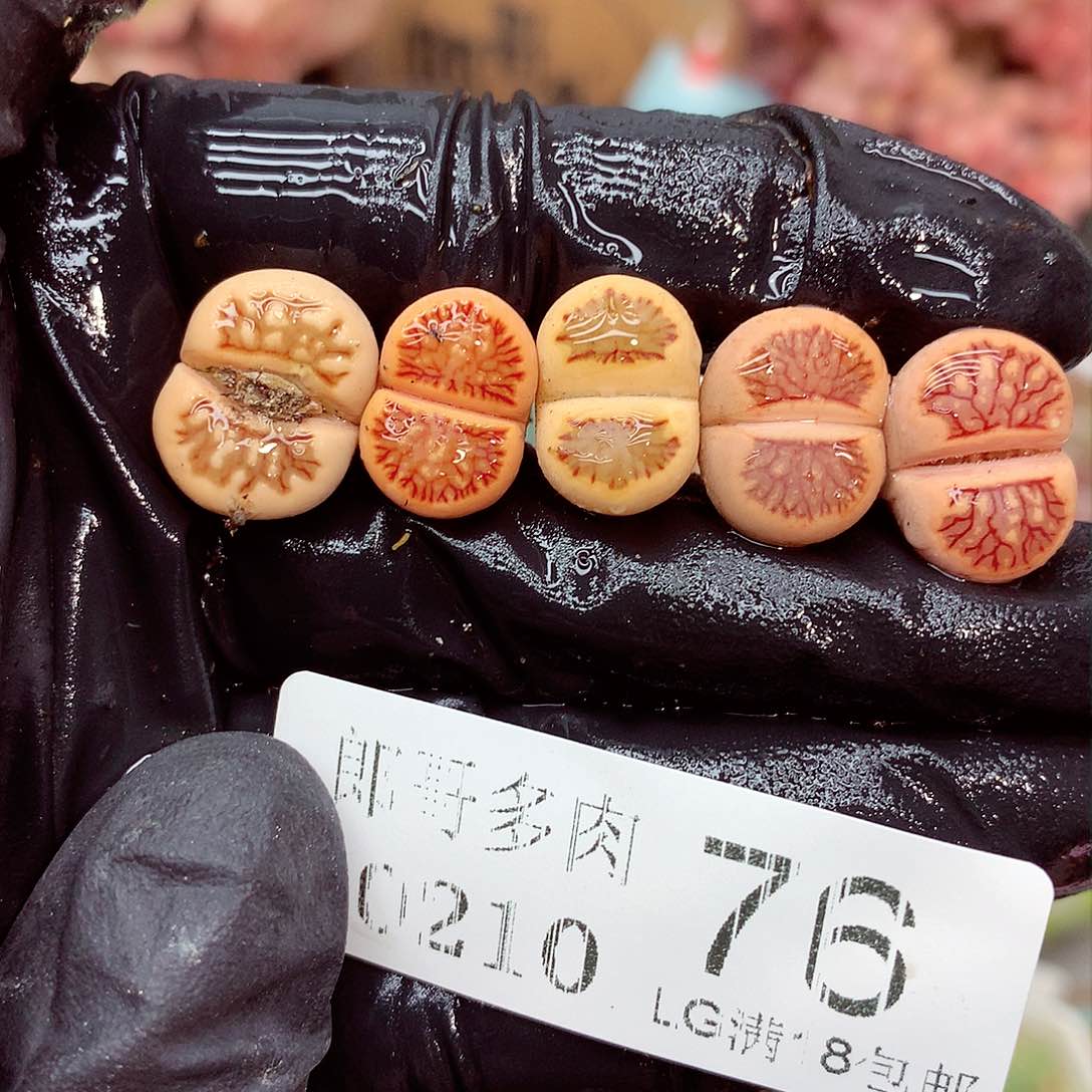 郎哥多肉生石花10-76