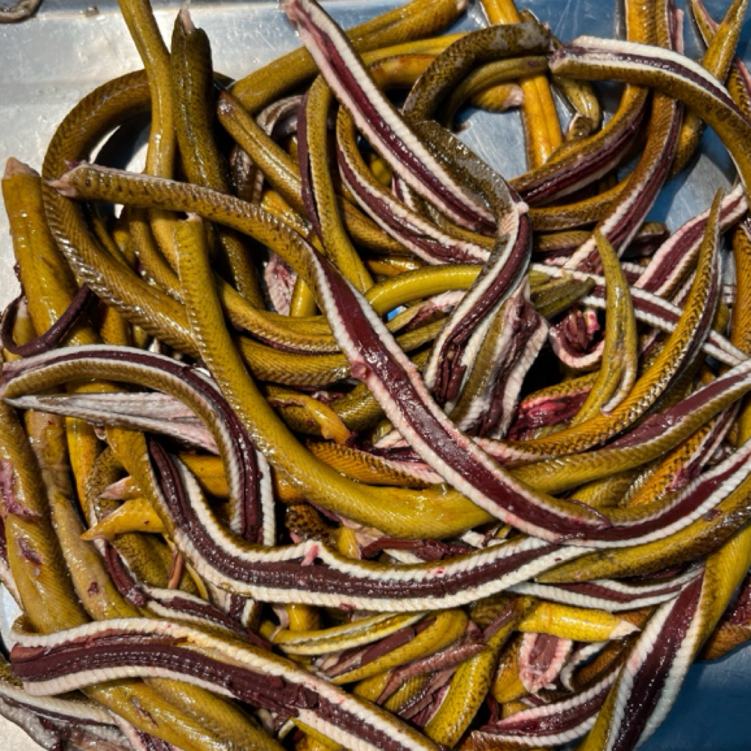 淮安本地野生长鱼肚皮肉，肉质鲜嫩，口感爽滑。经济实惠好吃不贵3斤装顺丰发货新鲜现杀