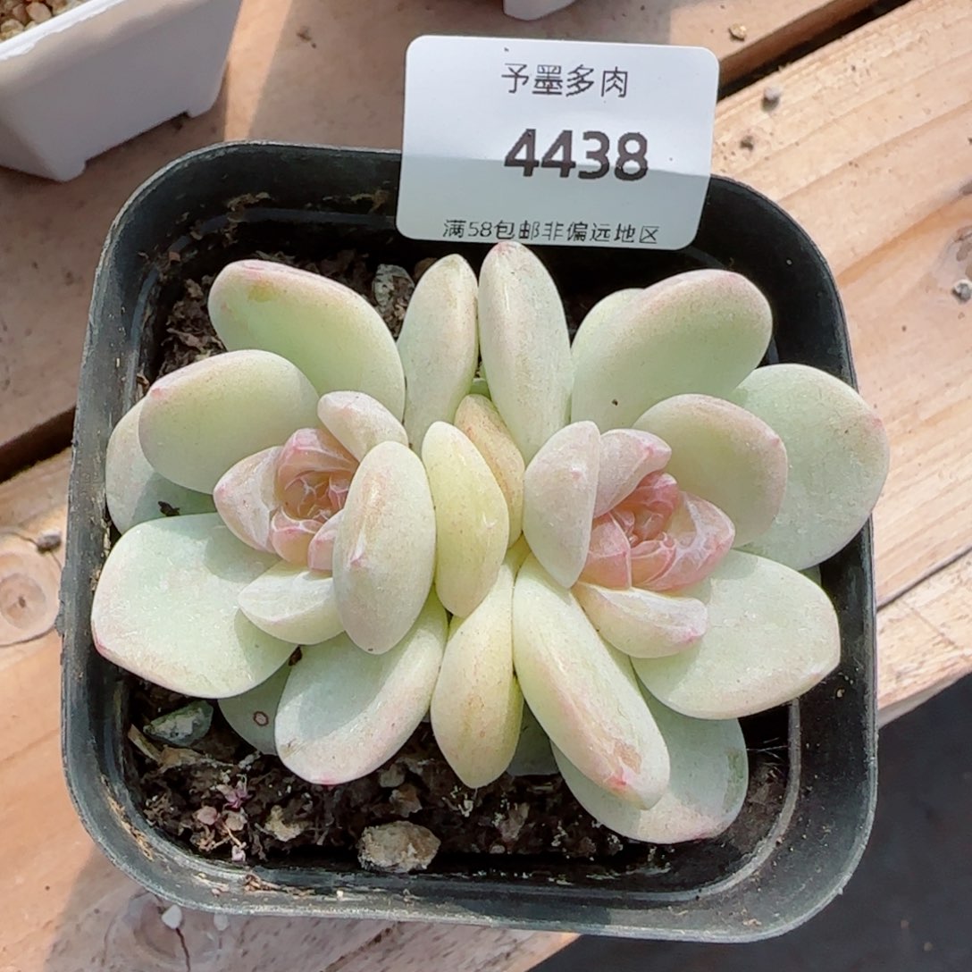玉清风，4438多肉植物