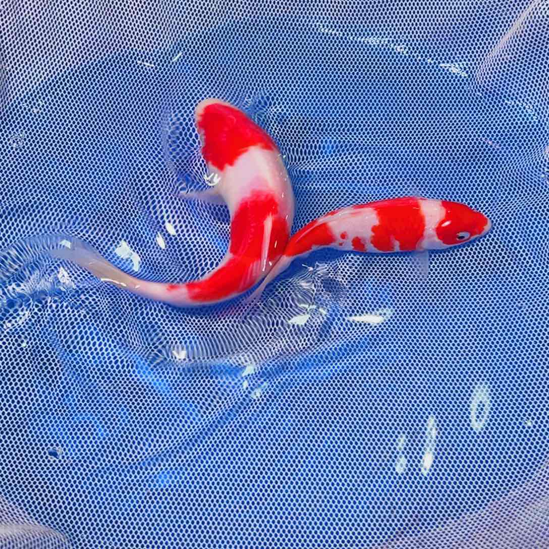 锦鲤锦鲤观赏鱼1111