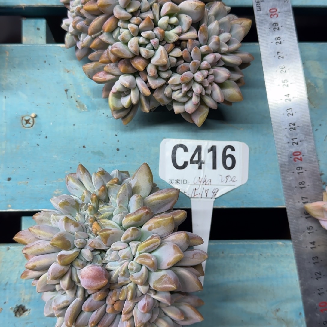 肉友专拍，两颗淡雪缀，发货点延迟