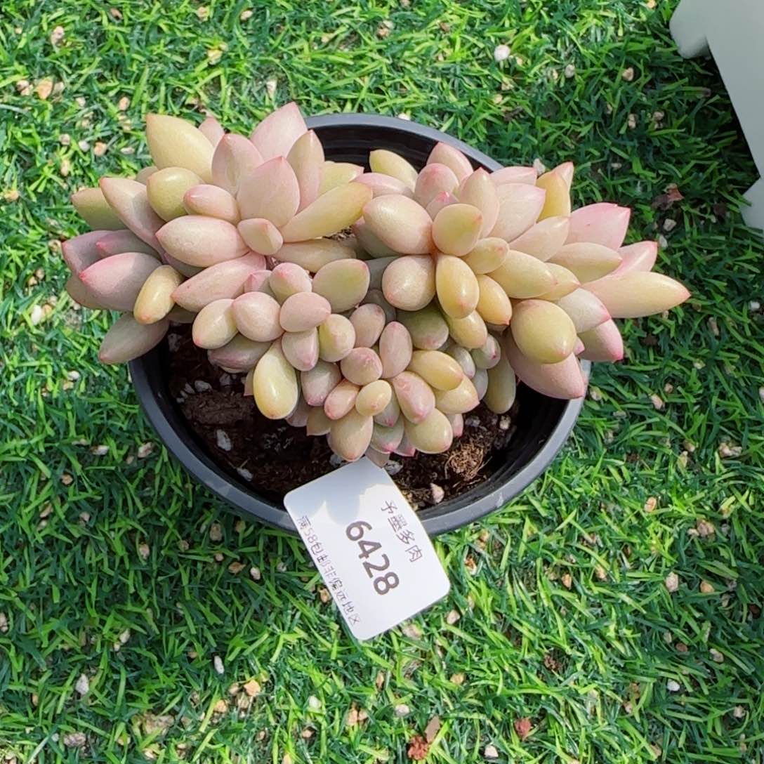 桃花源缀化，6428多肉