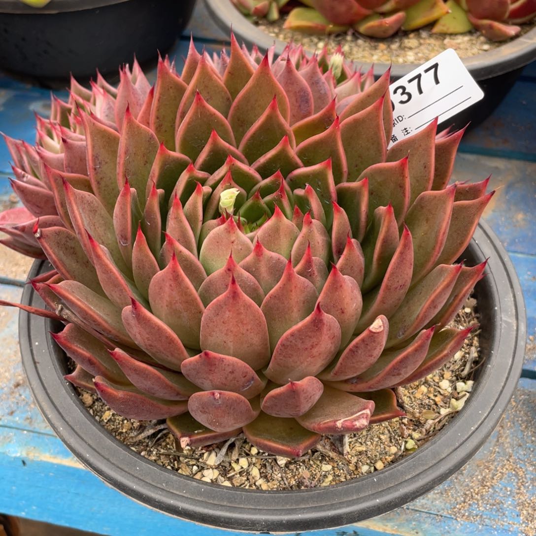 无花朵若如东云组拍D377