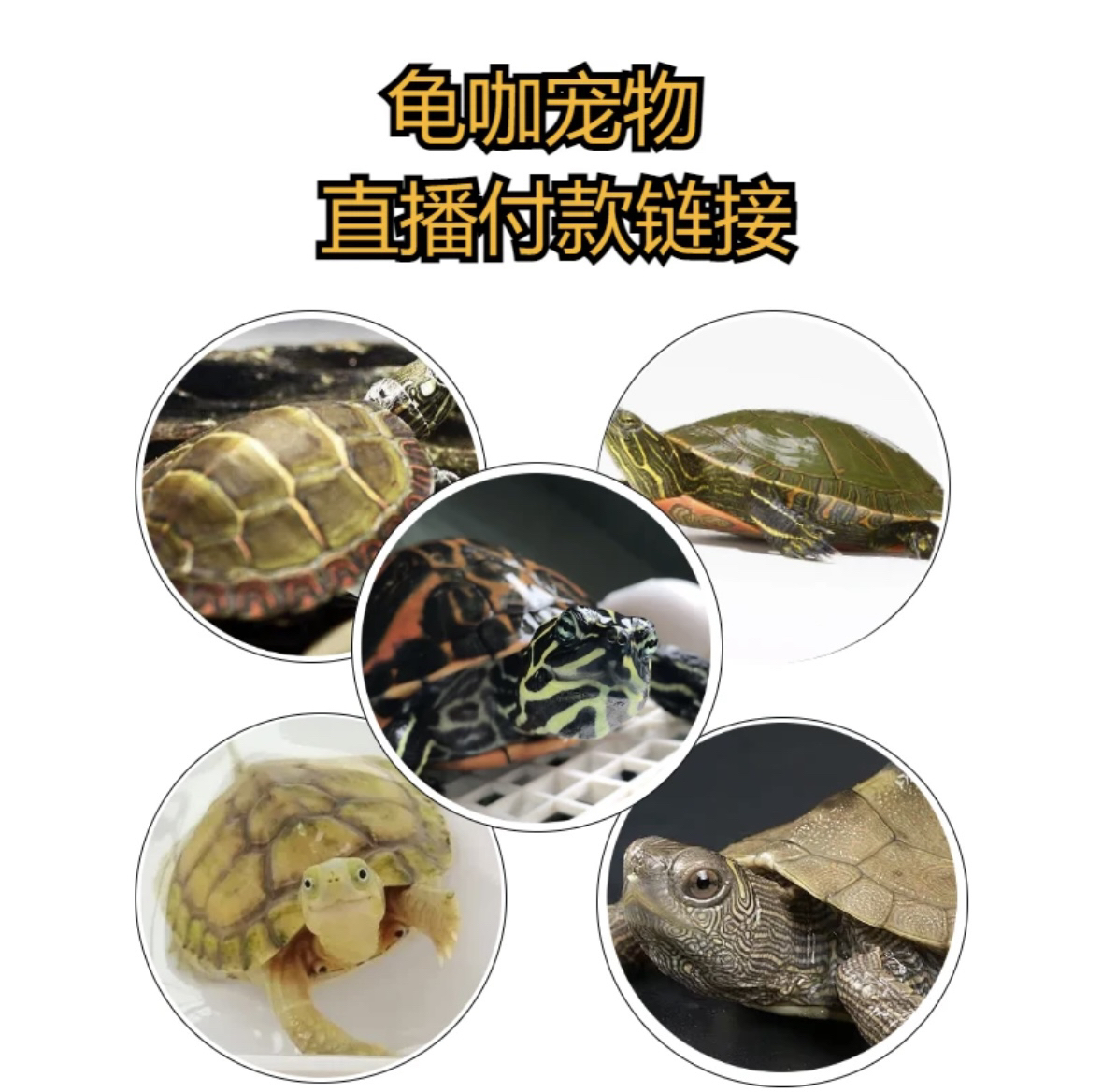 3号直播选龟链接人工养殖观赏龟可作观赏小乌龟宠物龟招财龟