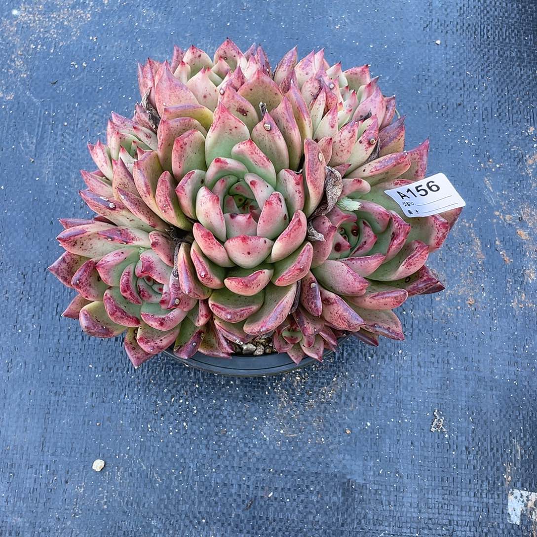 若如东云单拍A156