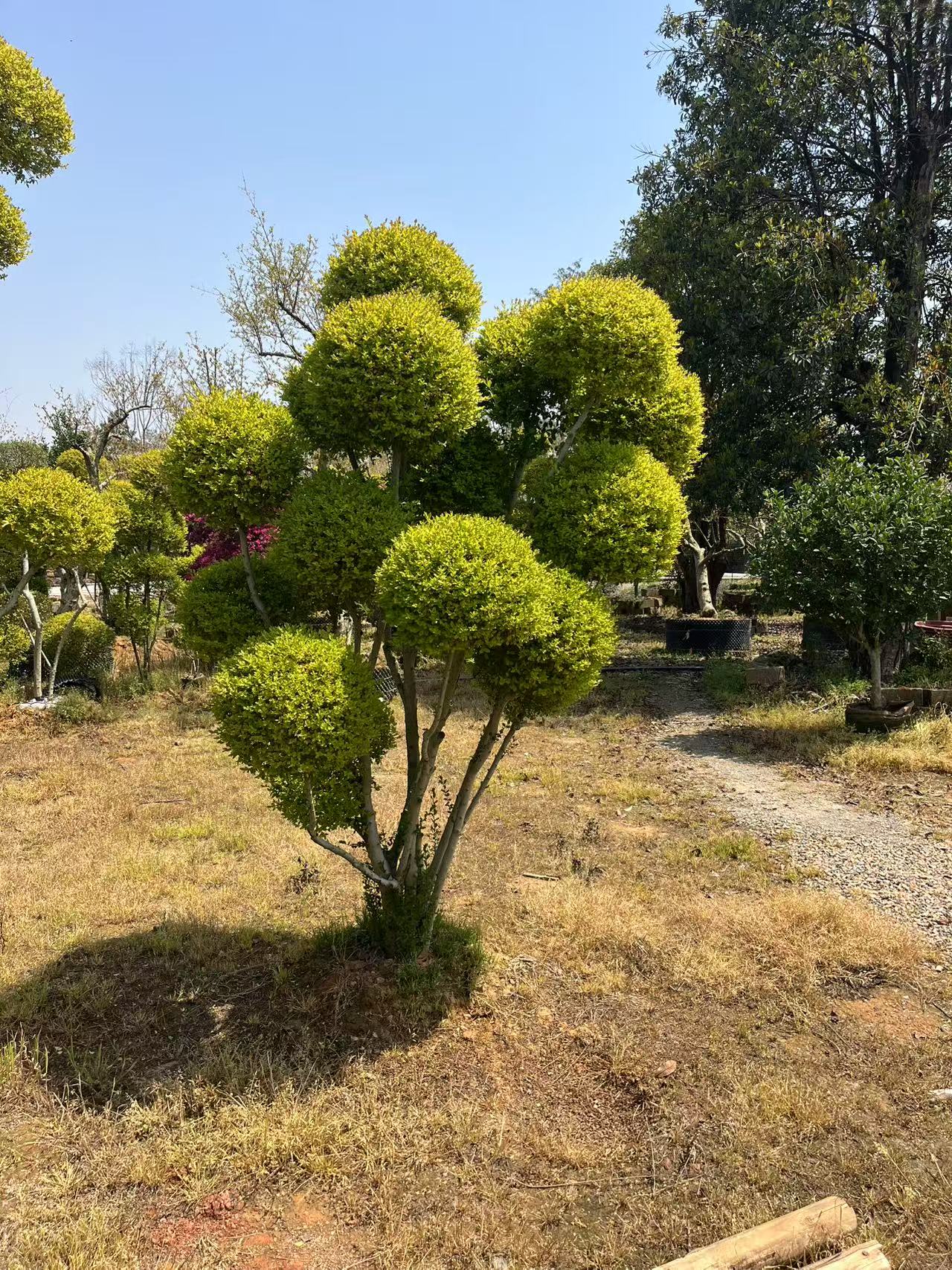 亮晶女桢造型微盆景艺术装饰品一物一拍 以直播间实物为主