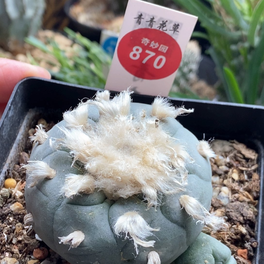 实生带崽长毛海鲜5.2cm