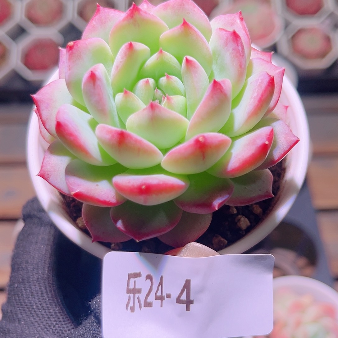 乐然24-4 新品单头 