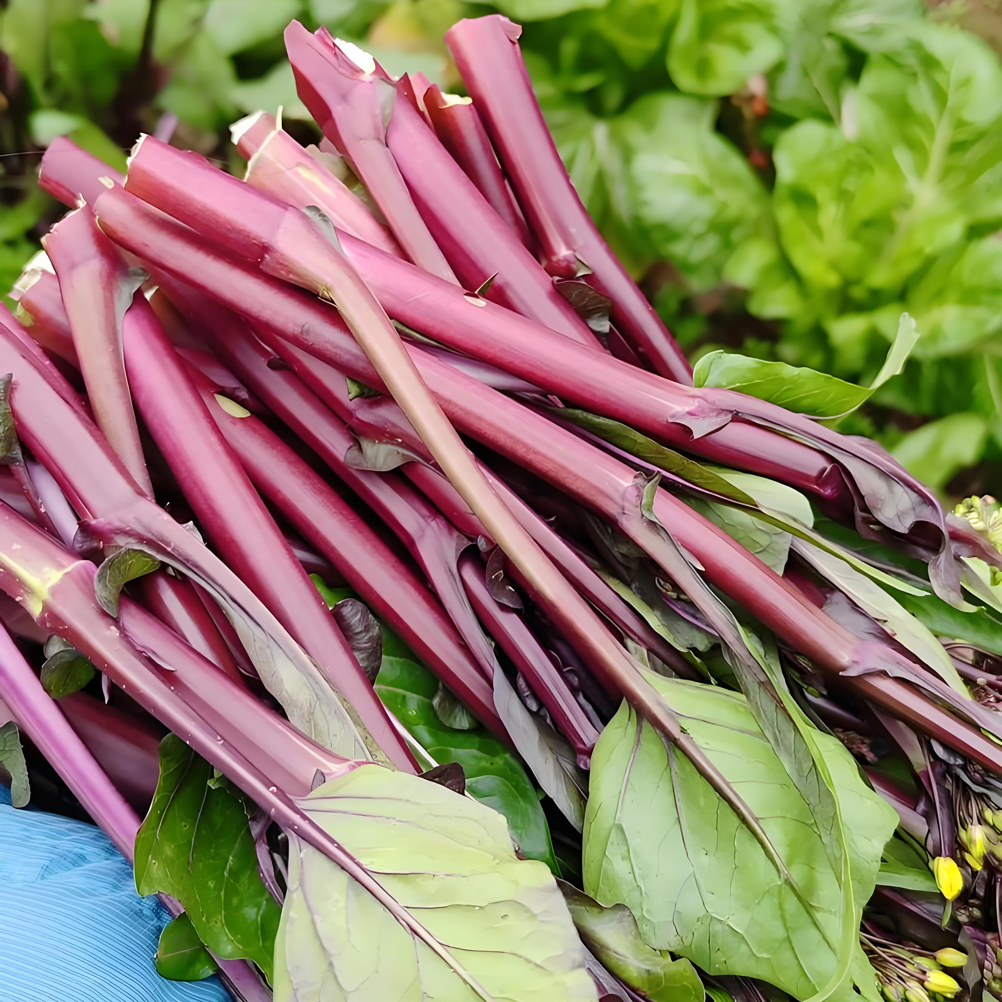 红菜苔种子种籽春季蔬菜蔬菜子秋季秋冬菜籽菜种四季菜心耐热盆栽