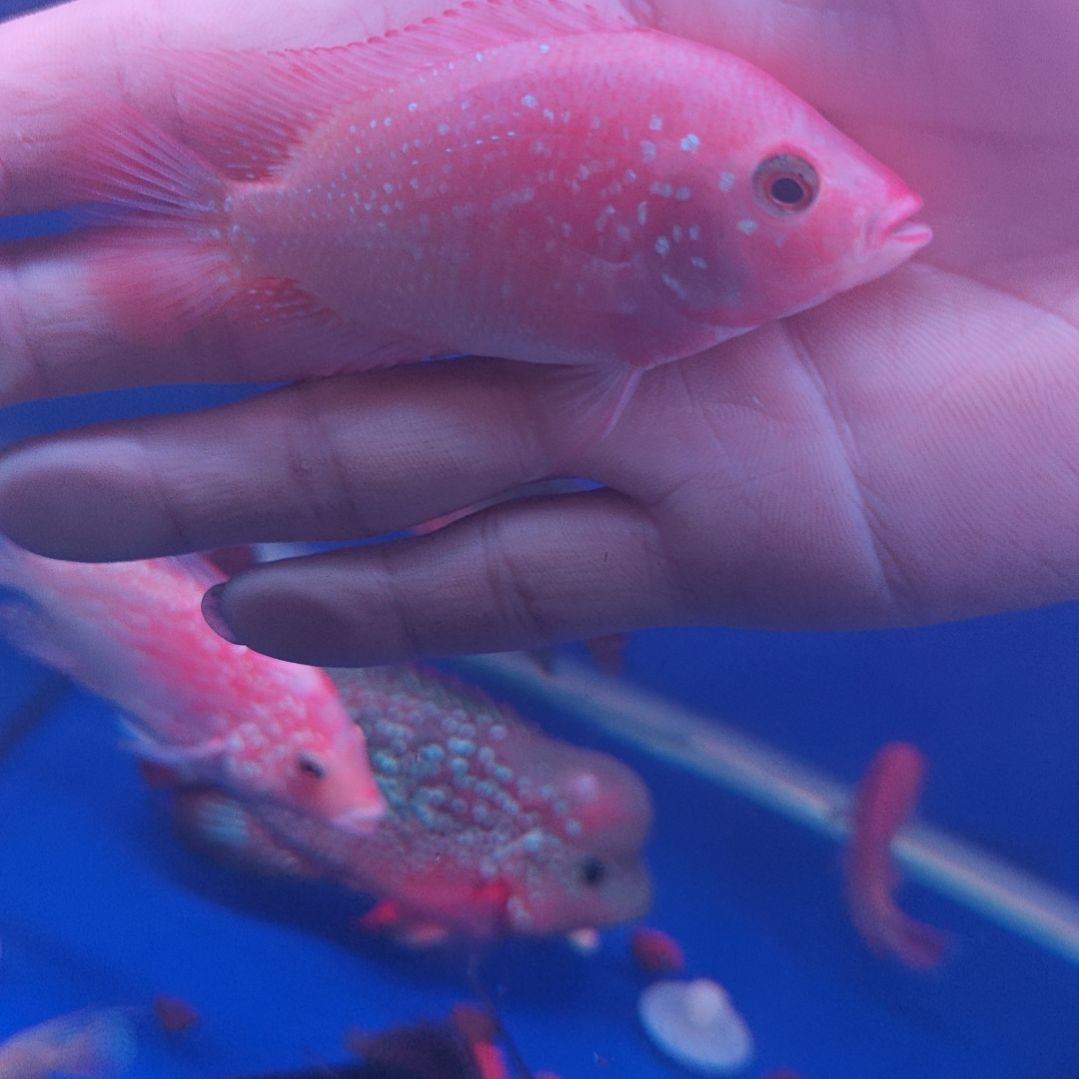 海水鱼淡水热带鱼罗汉鱼大苗