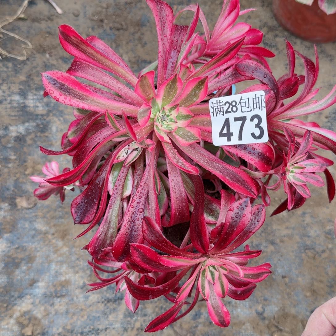 铜壶超白多肉473满28包邮断枝不包