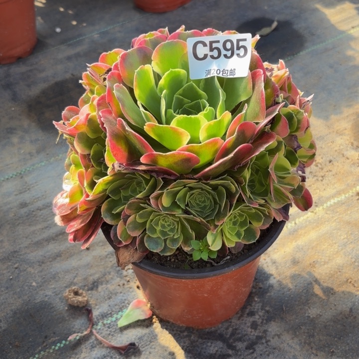 瑞妈多肉植物595