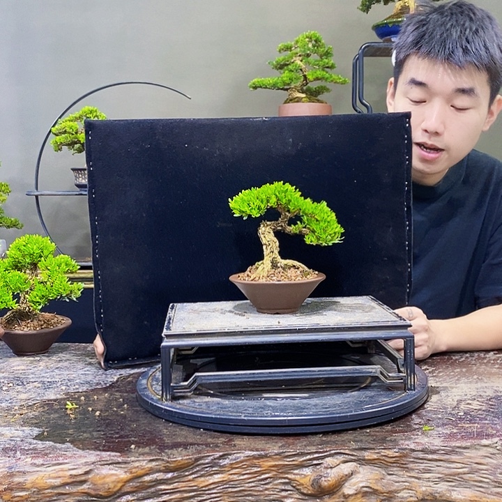 无花朵黄杨盆景四季常青