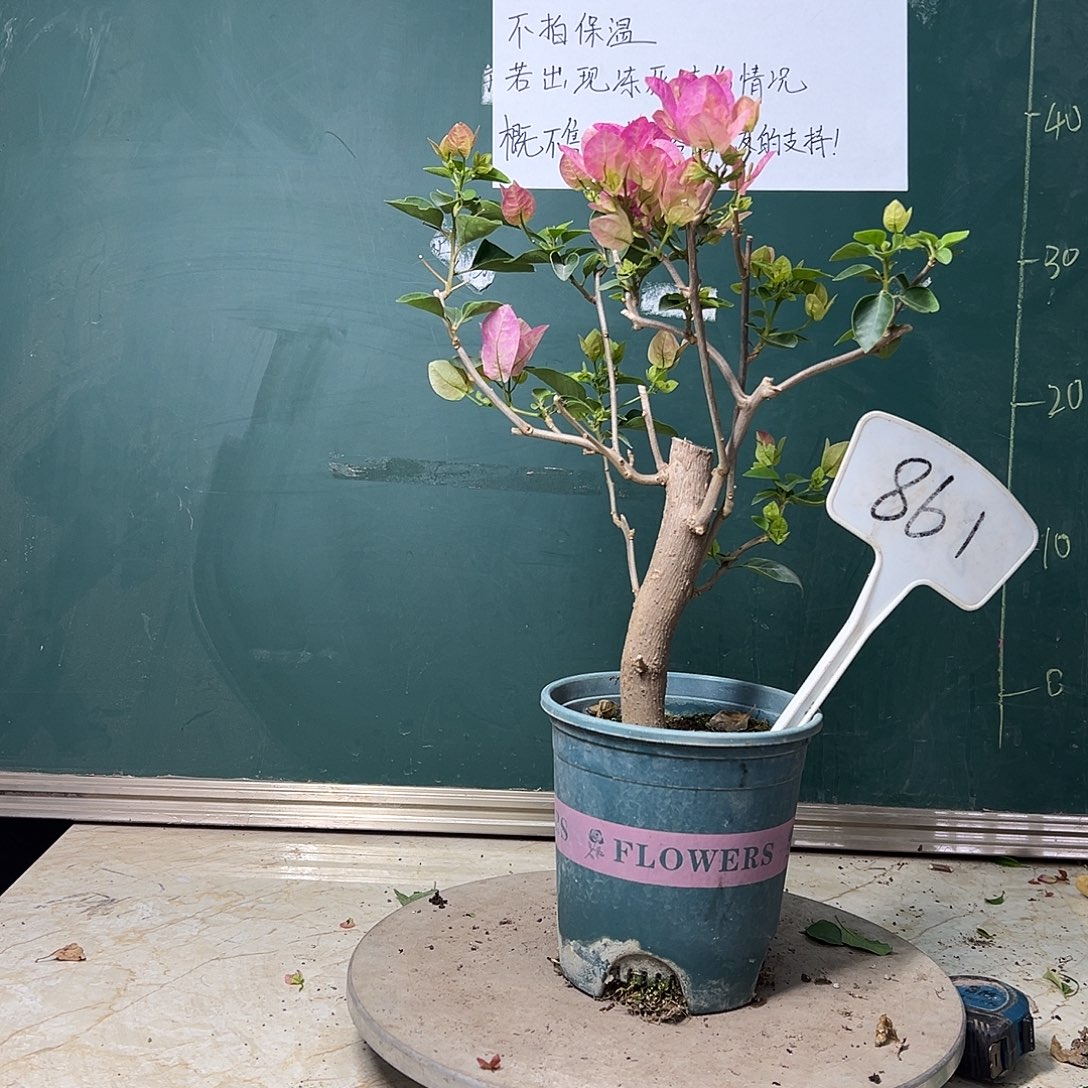 完全开放  粗杆  绿叶五宝  861