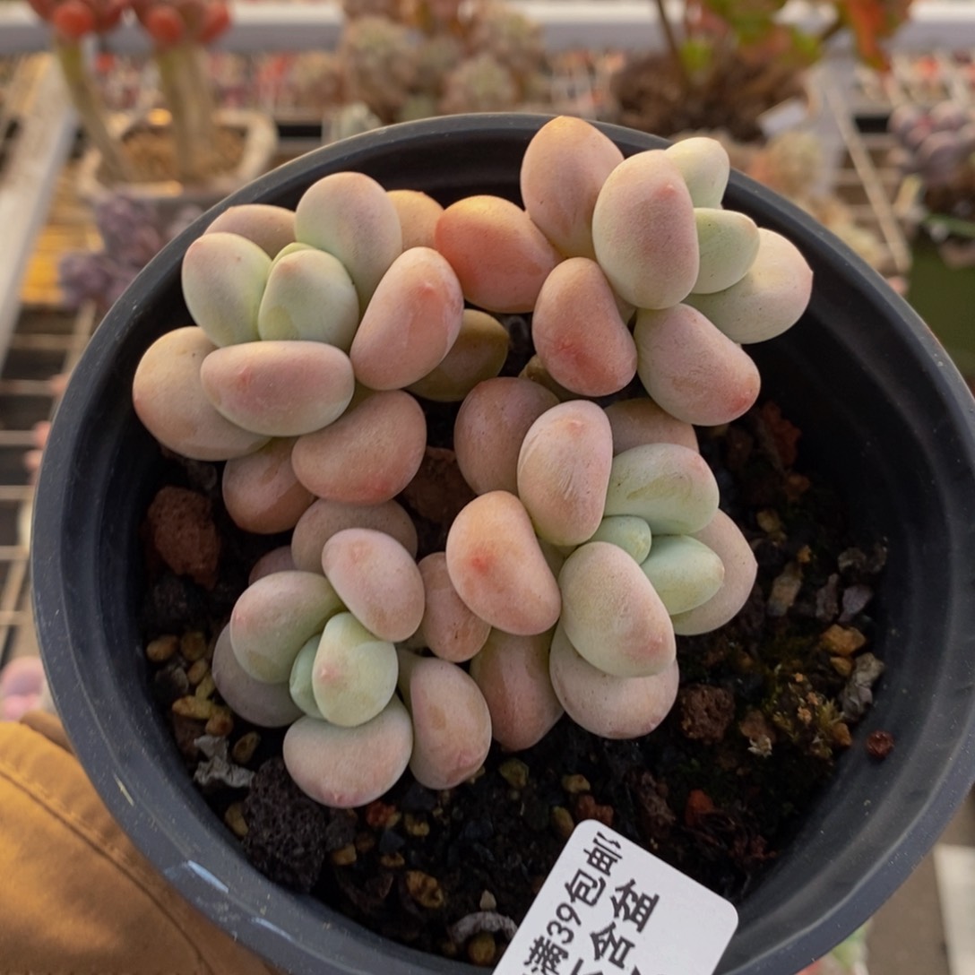 花朵洛神216/6c m