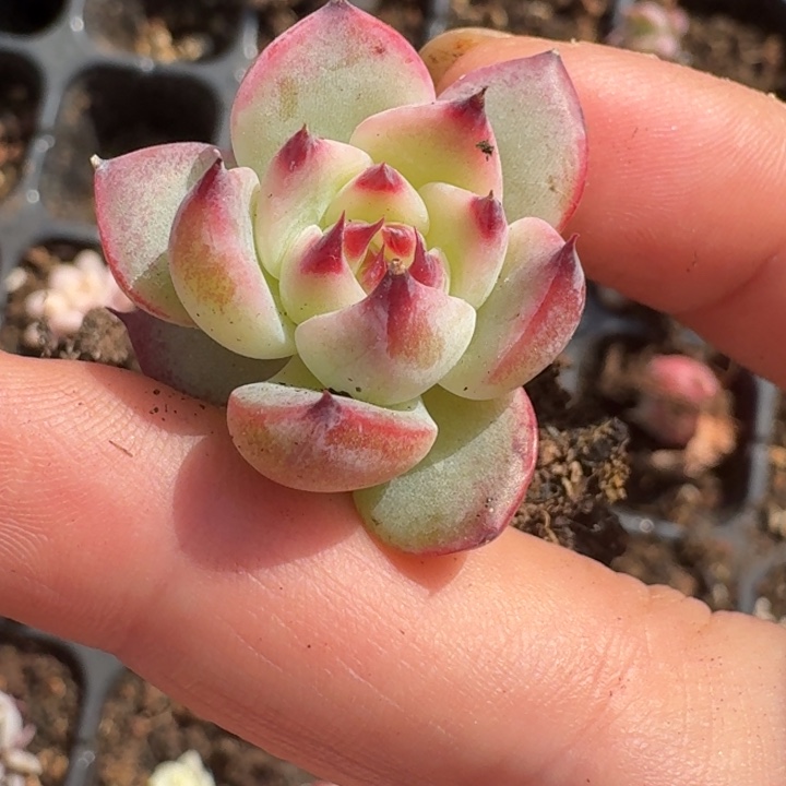 一物一拍覆轮多肉