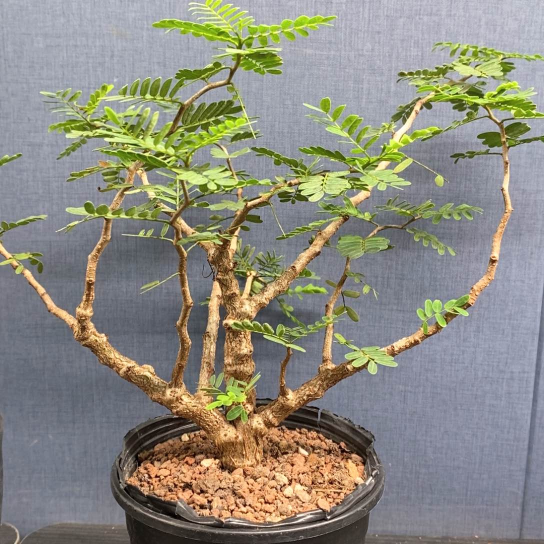 沙漠苏木实生小苗