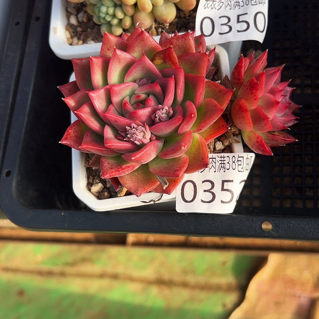 多肉一物一拍植物0352