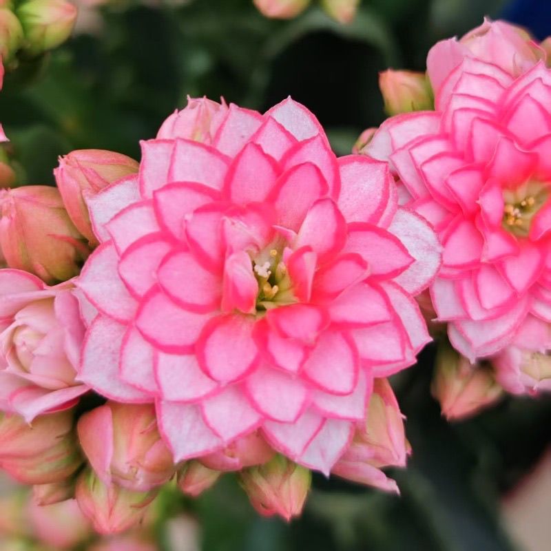 梦幻巴黎一代独杆不带花苞半成品