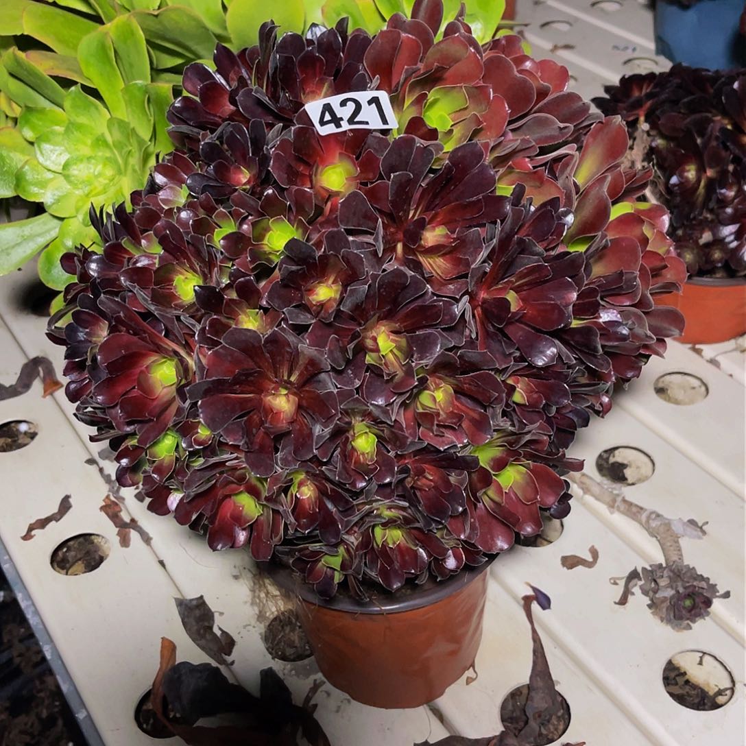 法师法师3–8包邮法师