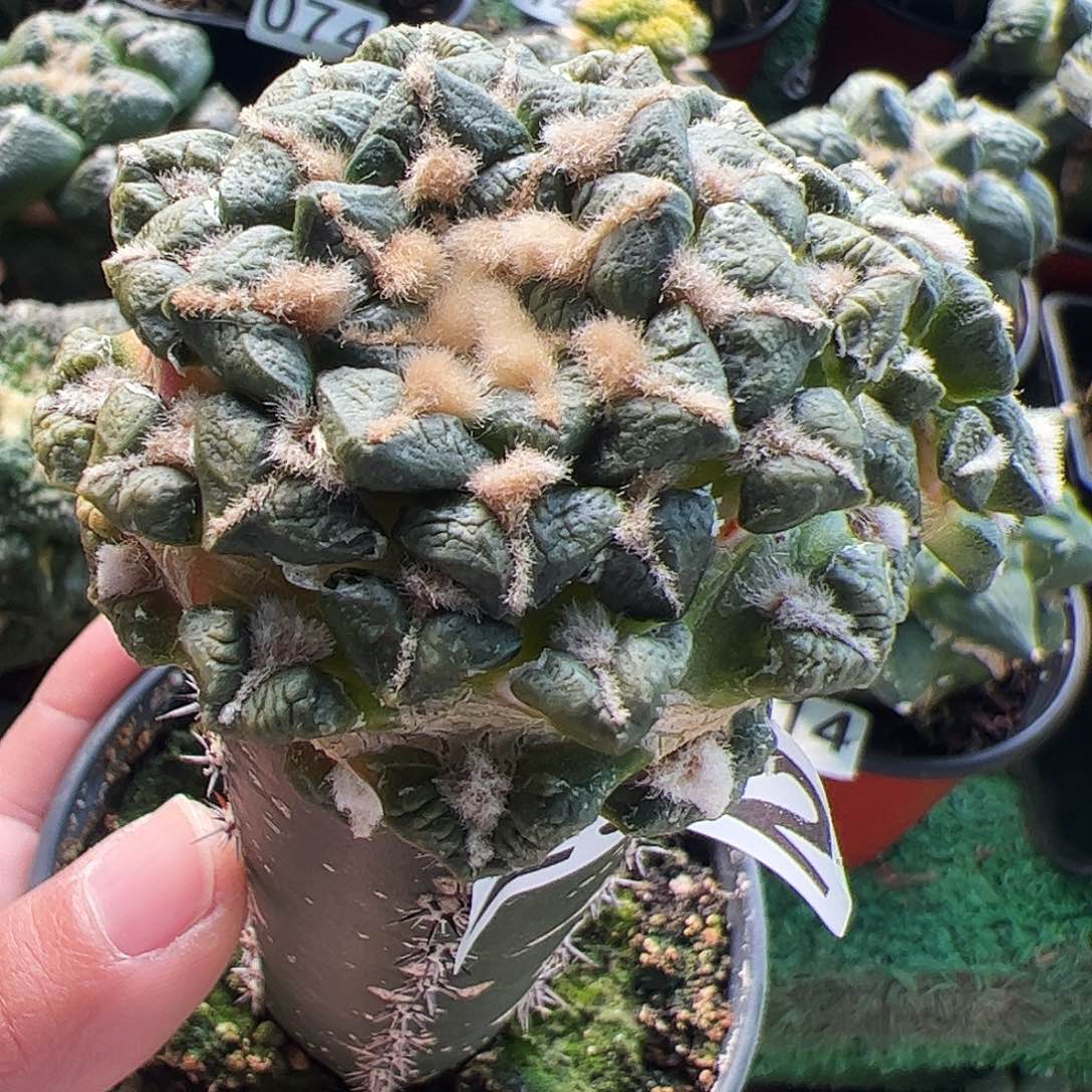 无花朵黑牡丹连山牡丹232