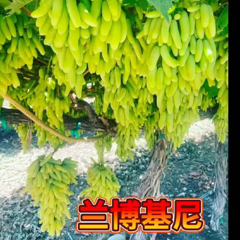 兰博基尼葡萄 嫁接苗 早熟 无核 欧亚种