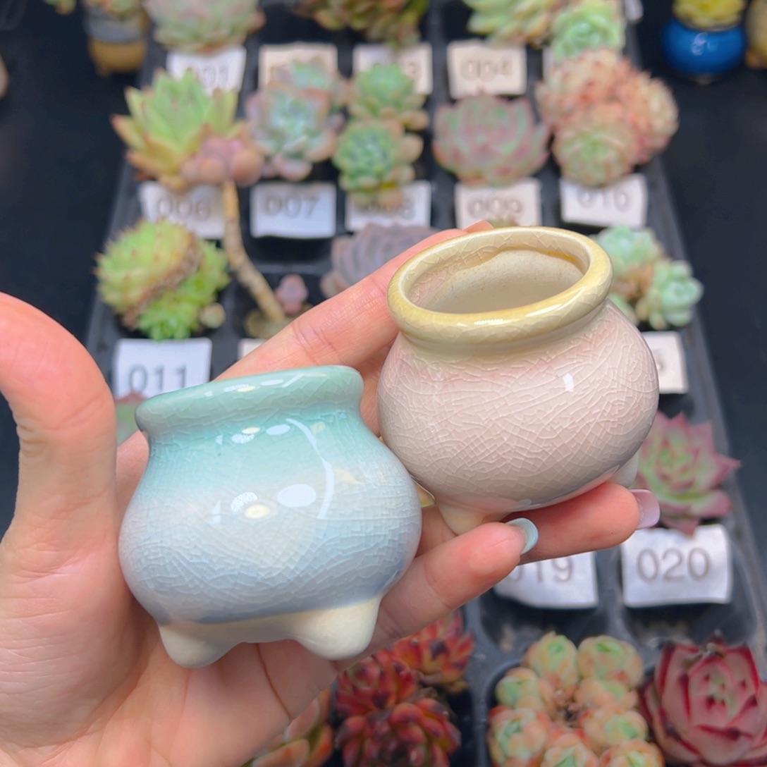 小圆肚拇指盆一个，颜色随机不含多肉，全店三单包邮偏远除外